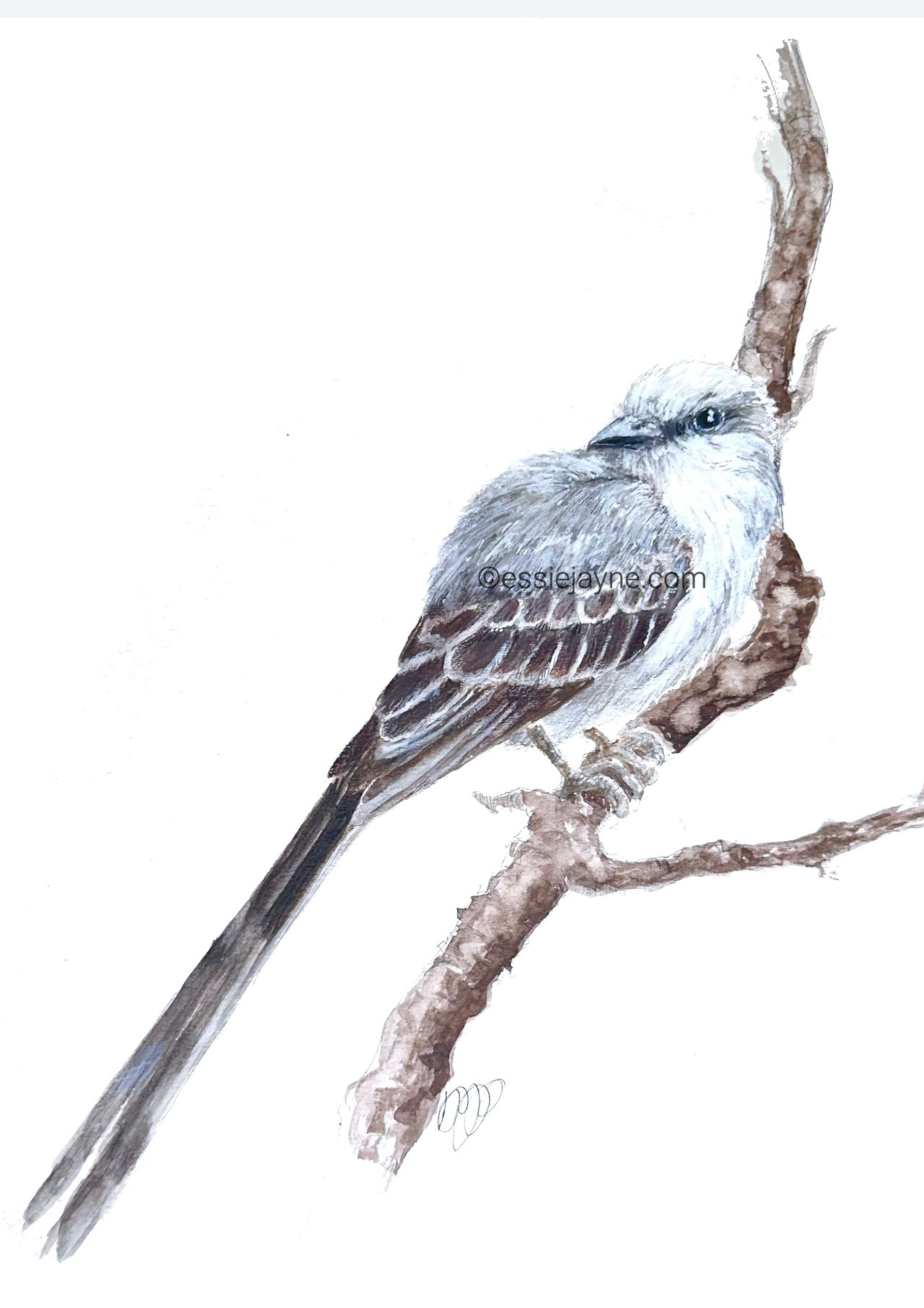 Scissor-tailed Flycatcher