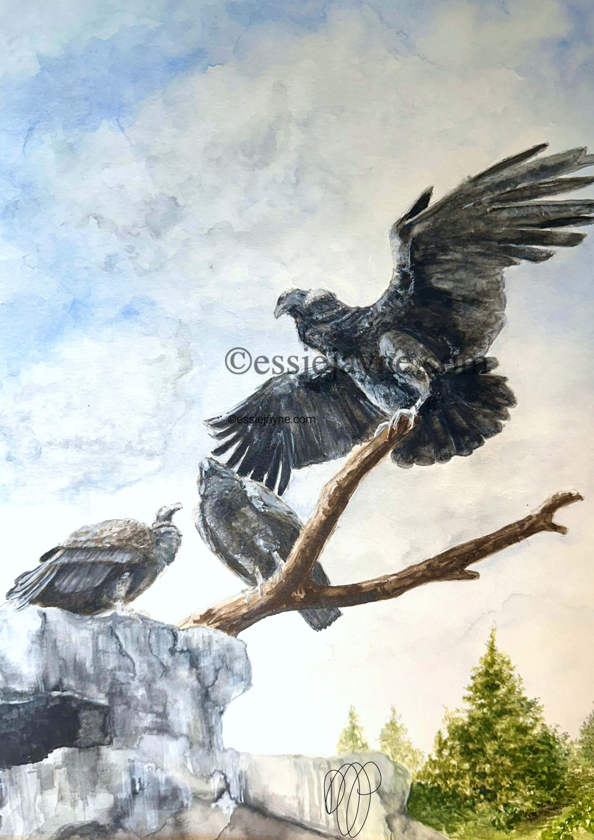 Caliifornia Condors