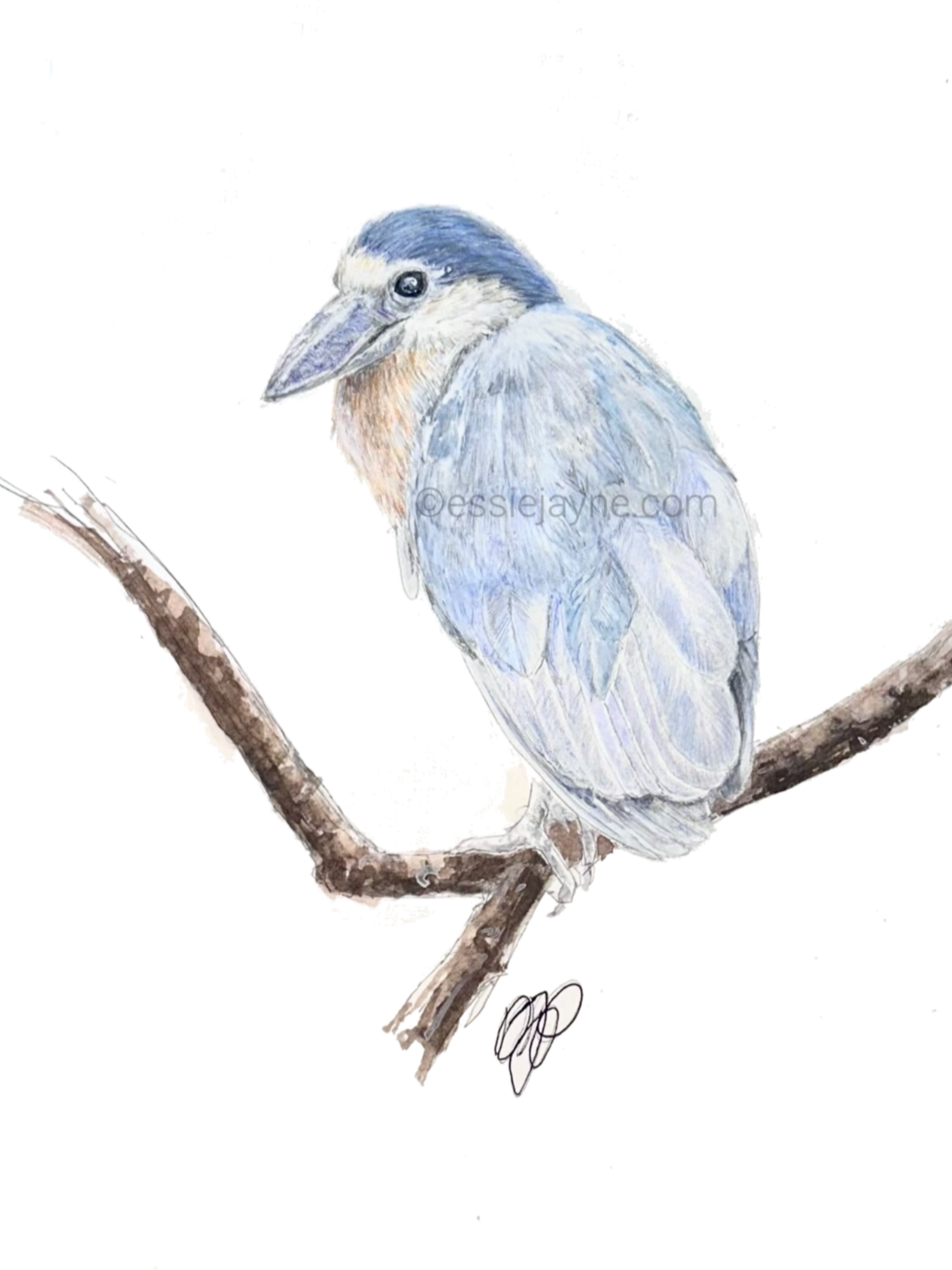Boat-billed Heron