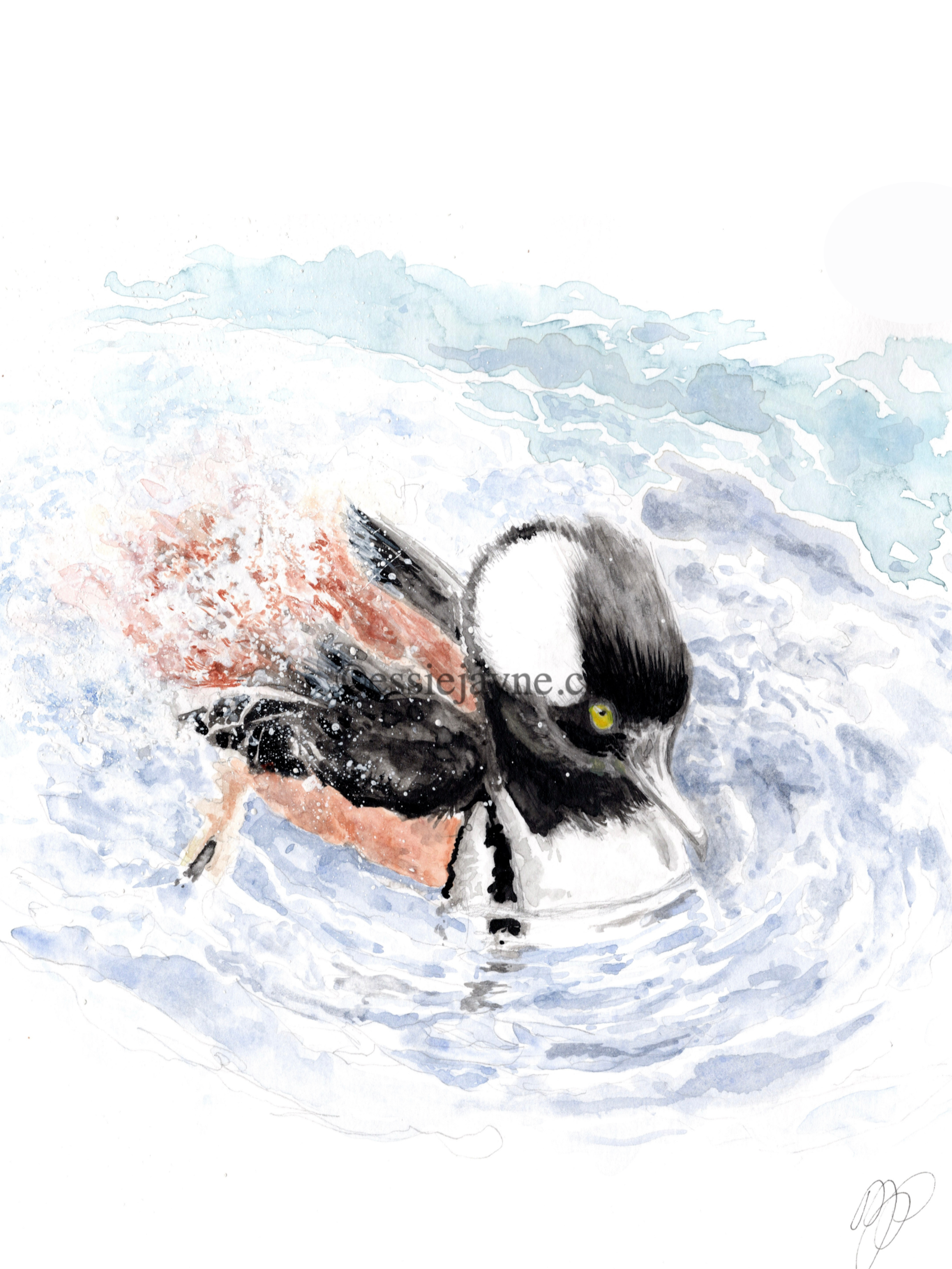 Hooded Merganser