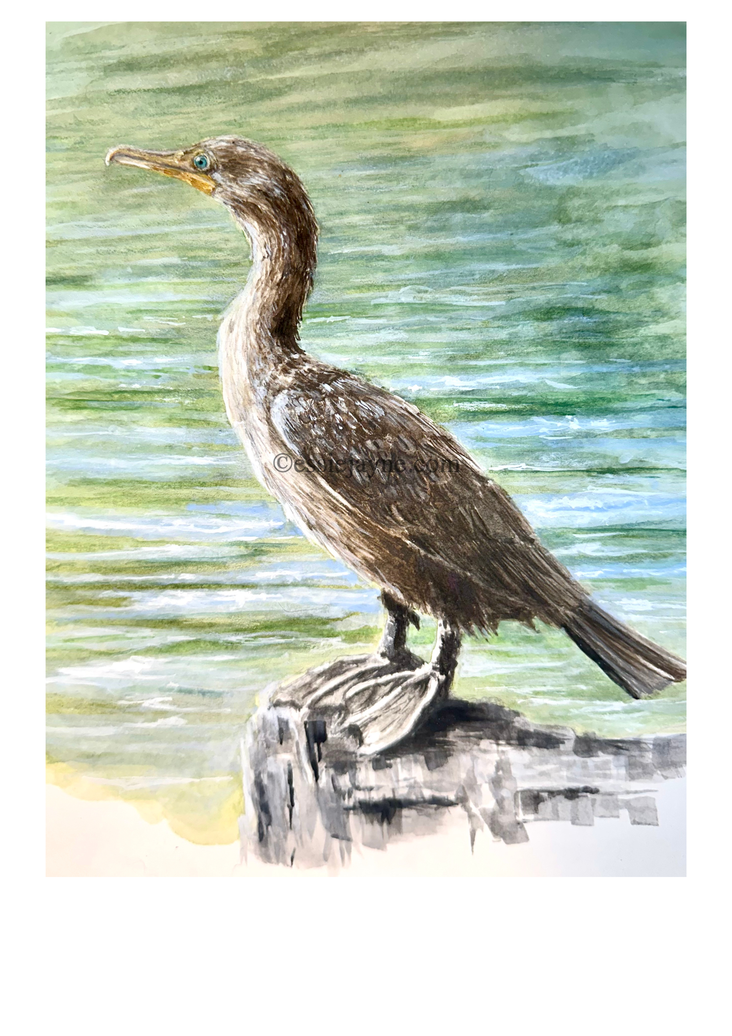 Double- crested Cormorant