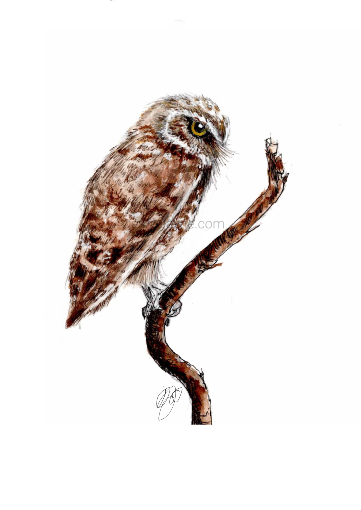 Burrowing Owl Perching on branch.png