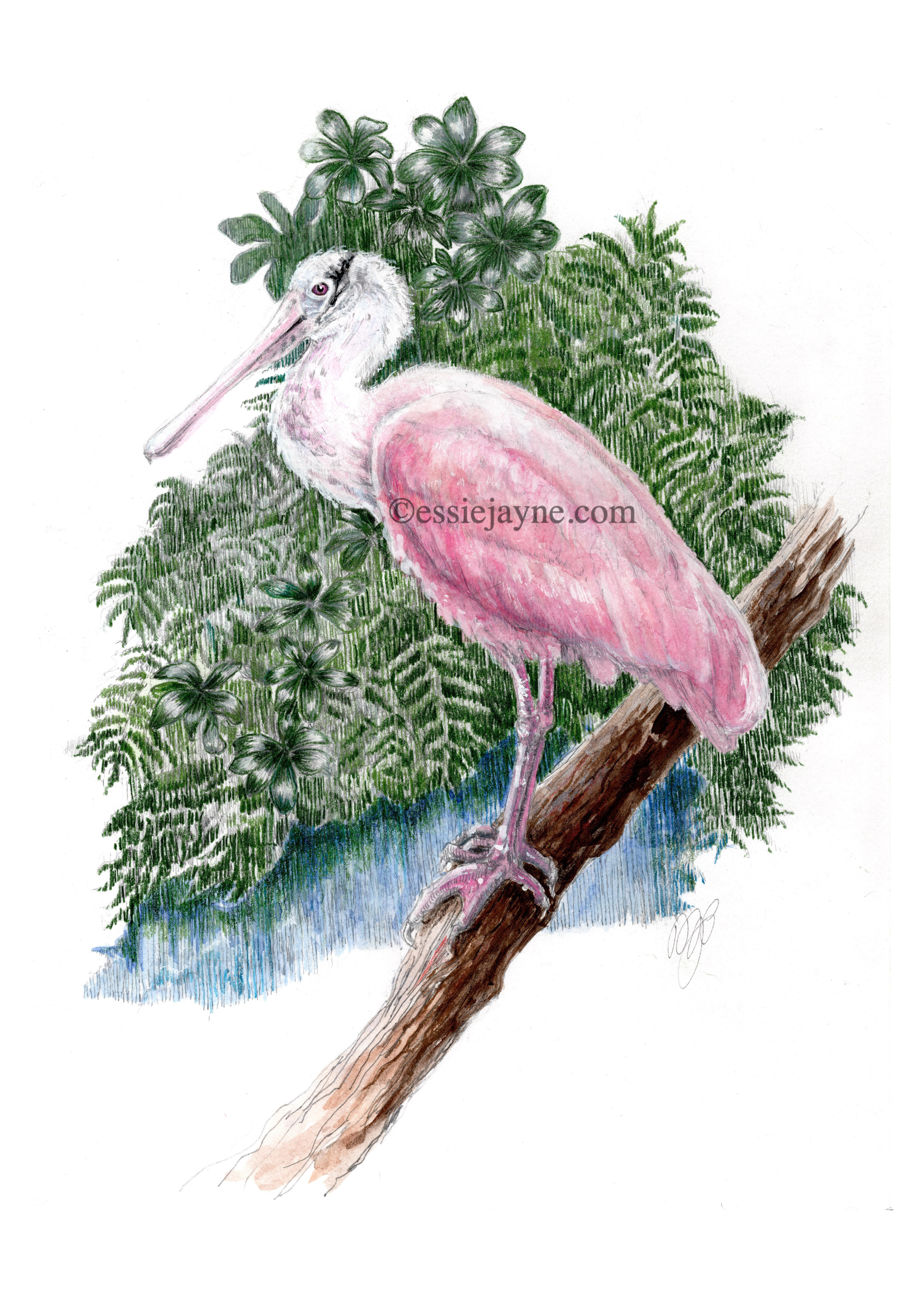 Roseate Spoonbill