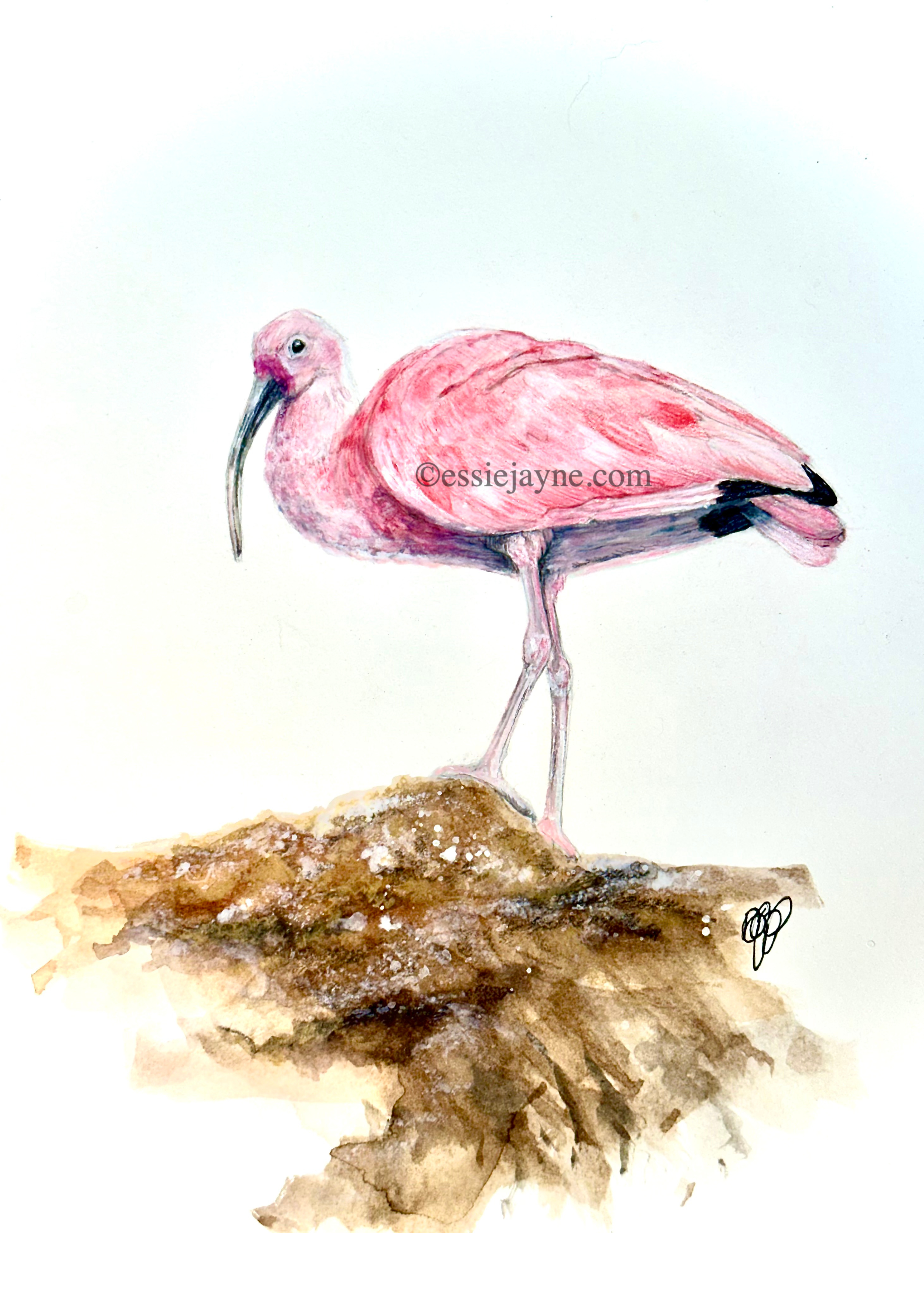 Scarlet Ibis