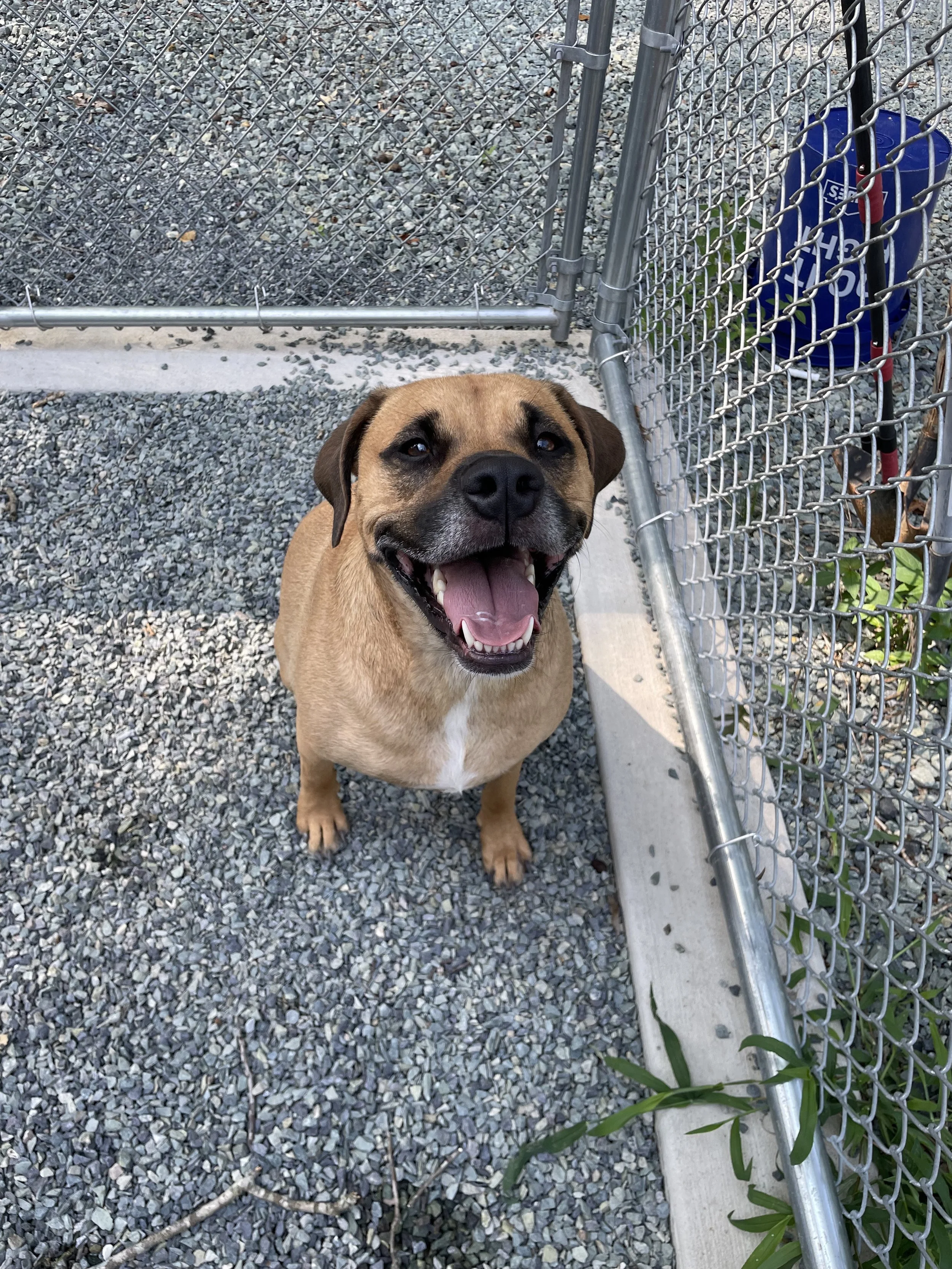 Boarding — Doggie Dude Ranch