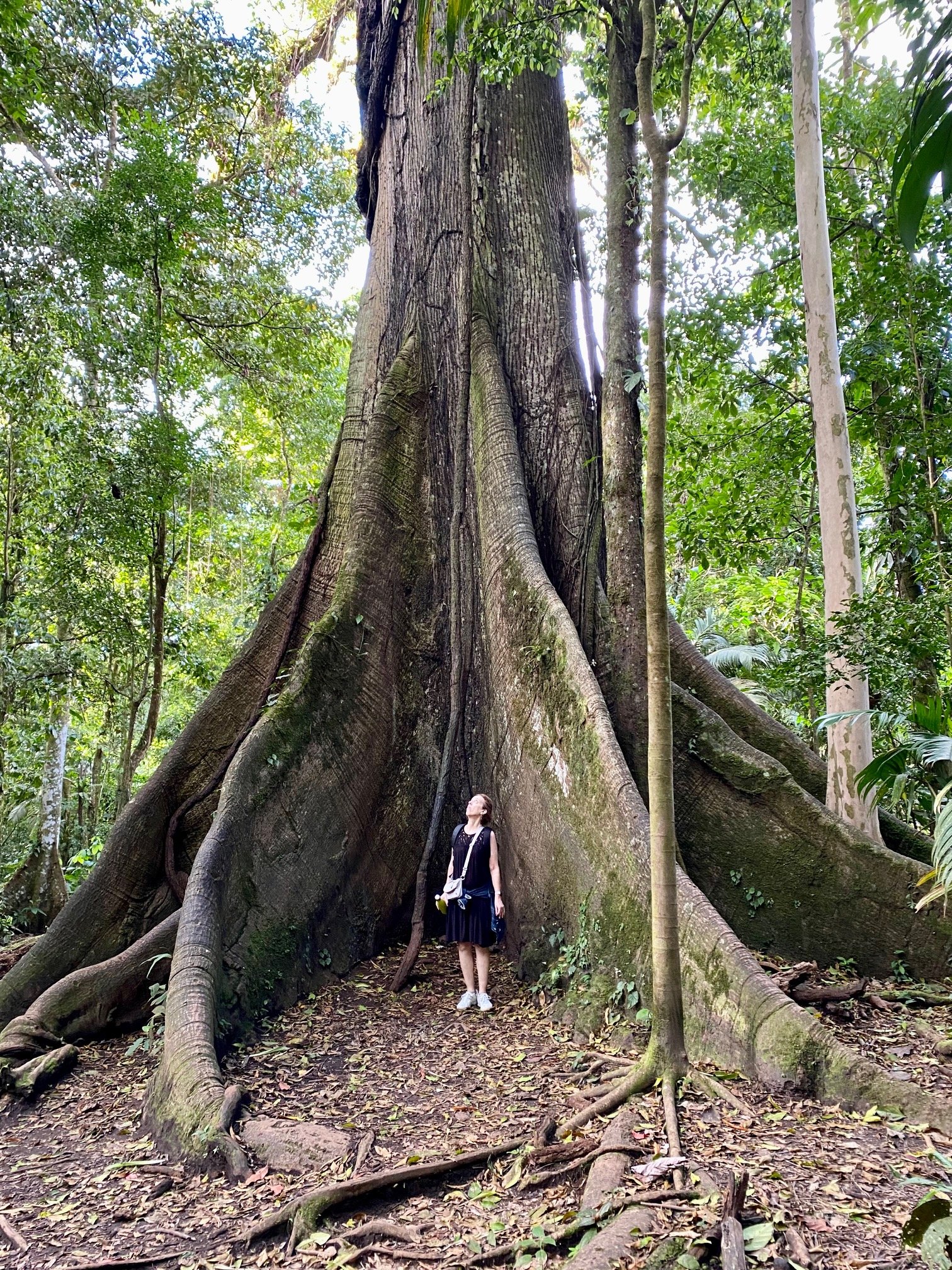 Costa Rica Rainforest Tree