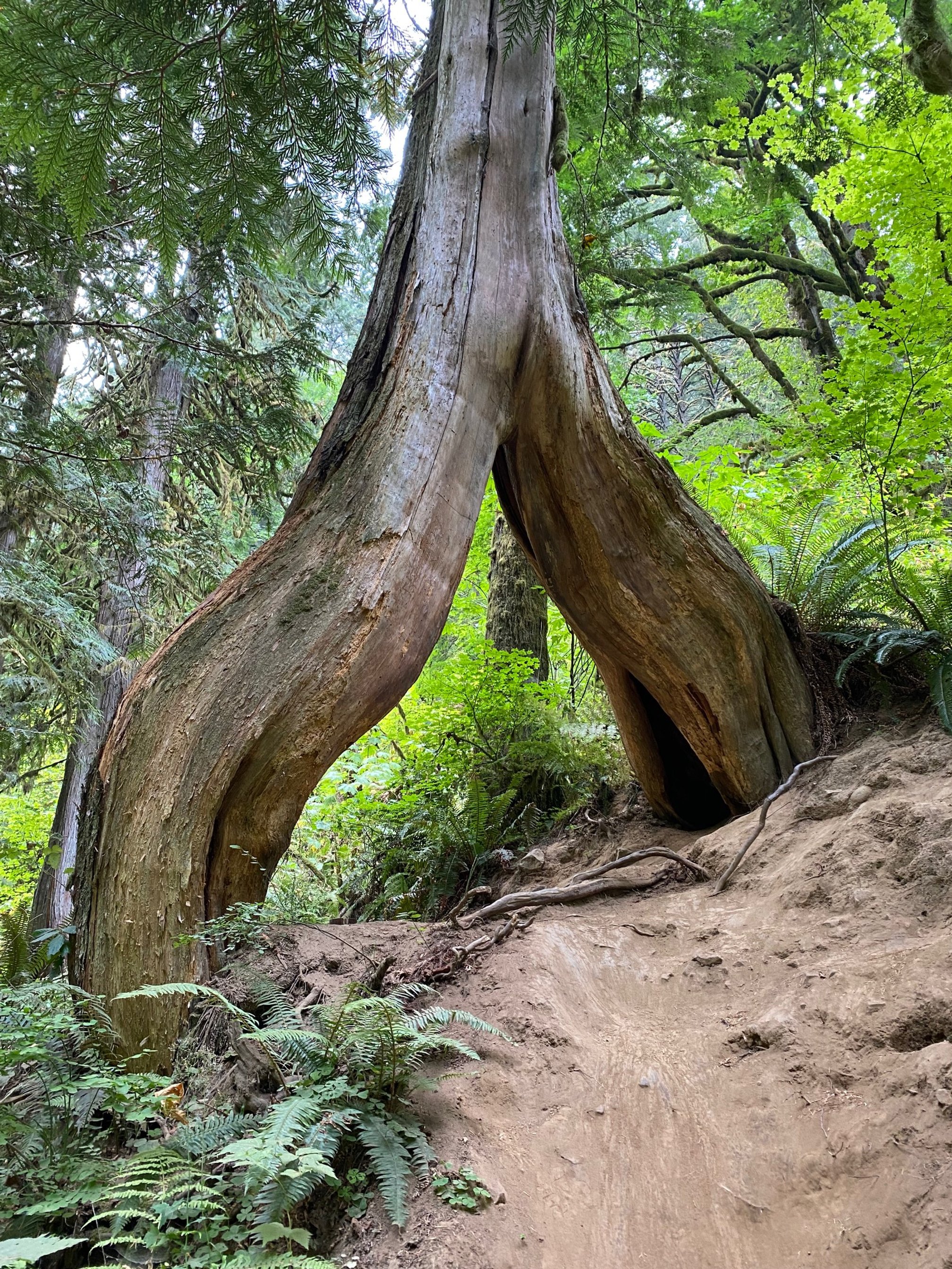 Washington Rainforest Tree
