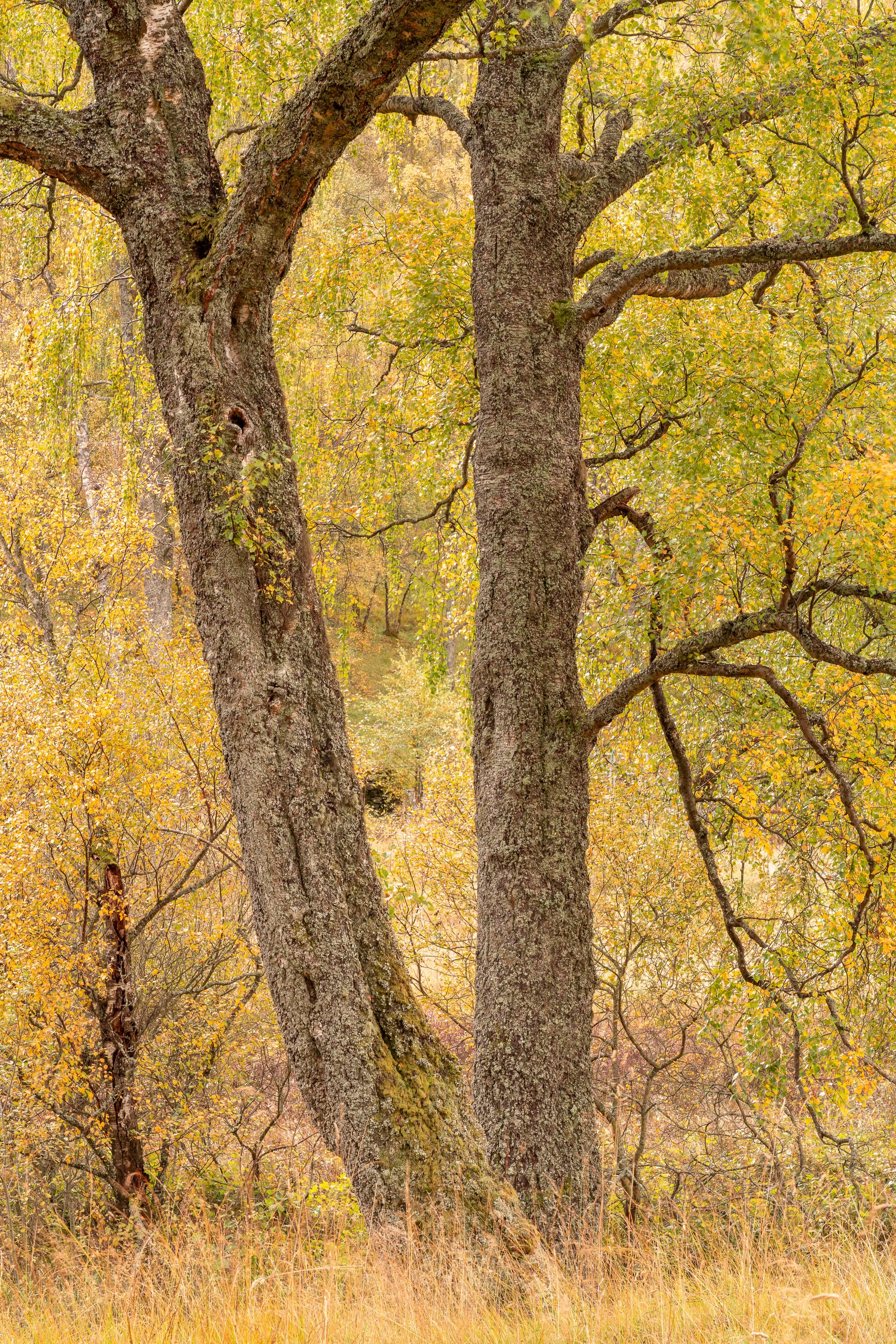 Woodland