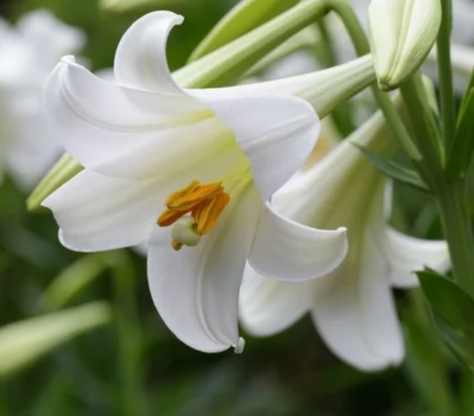 Obituary — Yvonne Hufft Moore