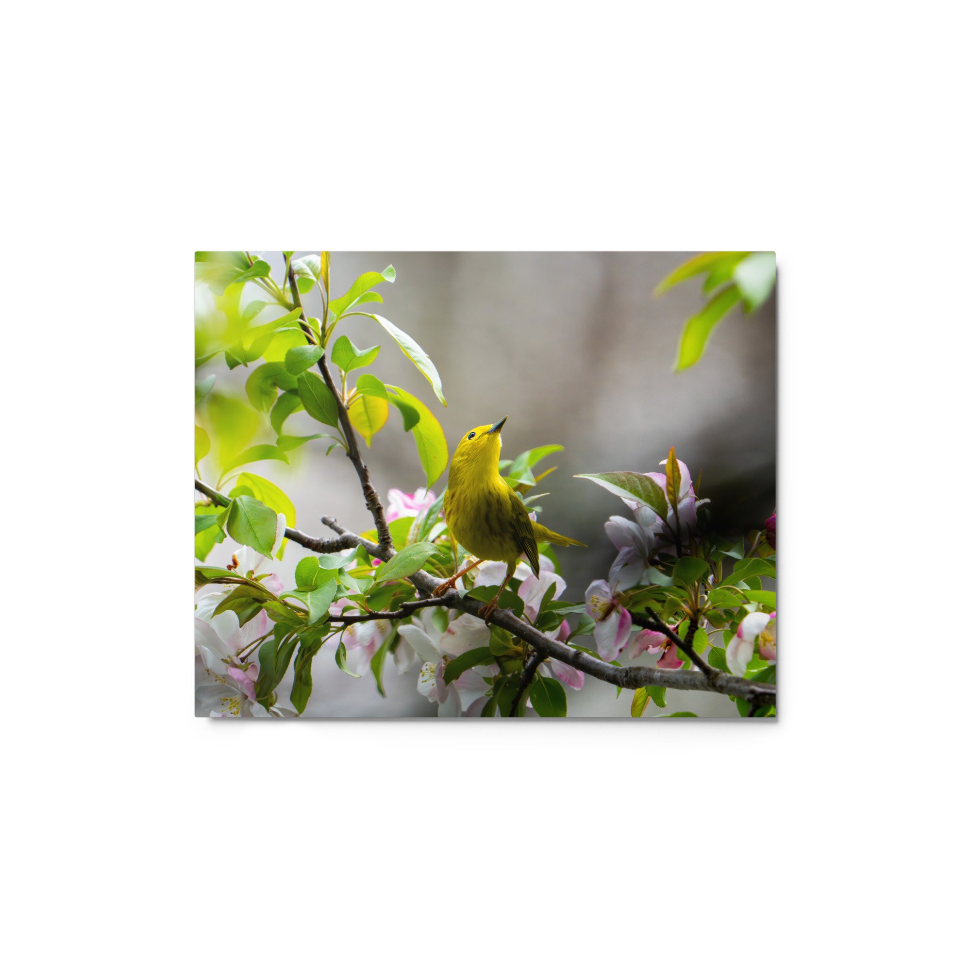 glossy-metal-print-(in)-white-8x10-front-649d855aced58.jpg
