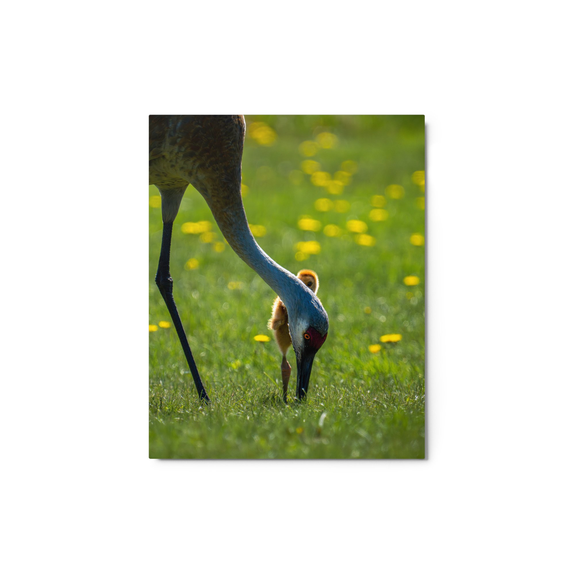 glossy-metal-print-(in)-white-8x10-front-649d86a82b221.jpg