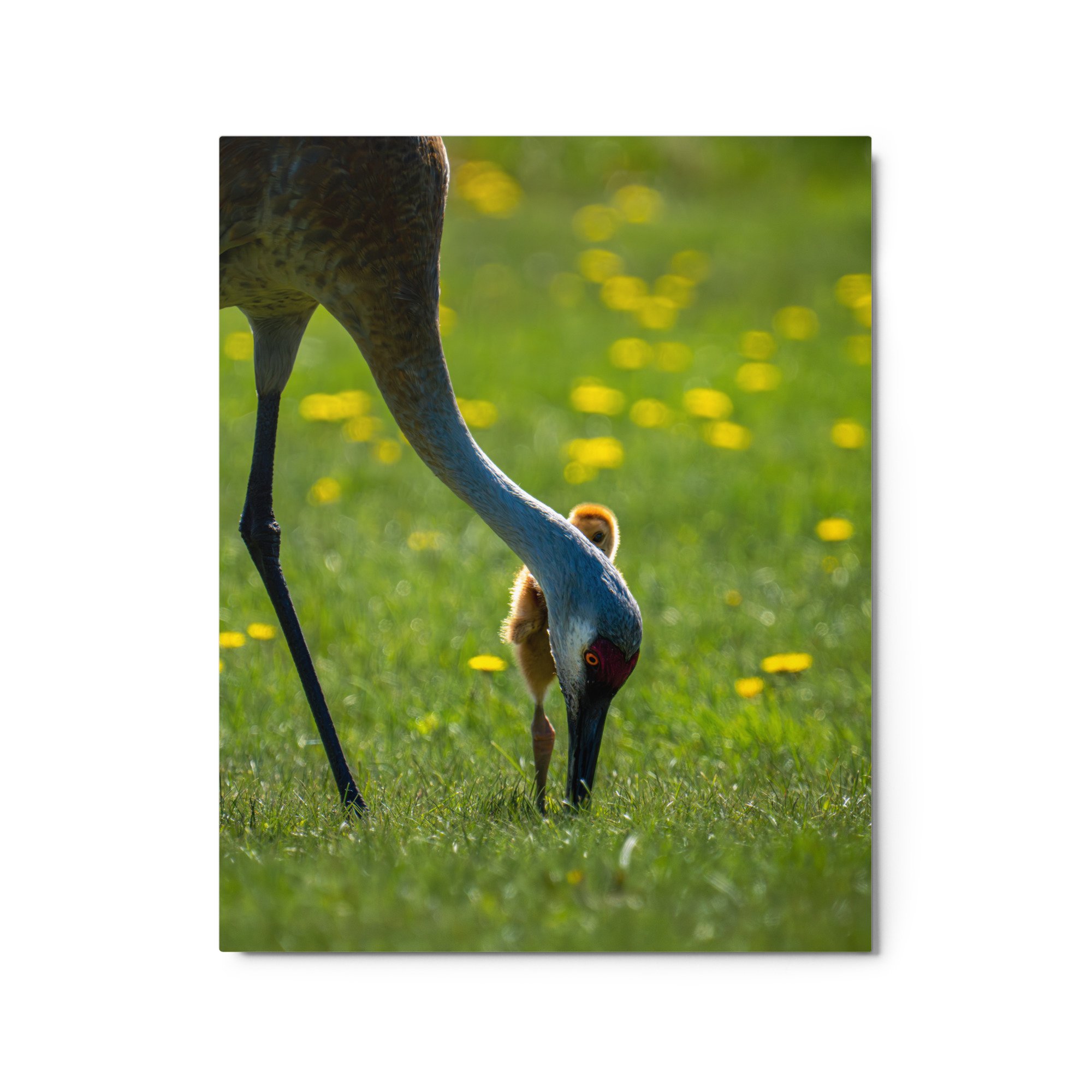 glossy-metal-print-(in)-white-16x20-front-649d86a82d6a7.jpg