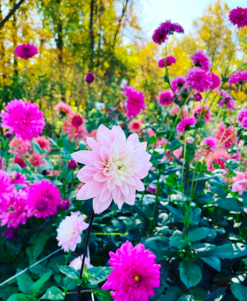 FAQs — Daysville Flower Farm, LLC