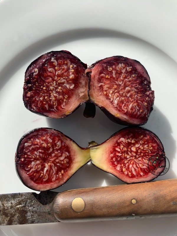 BlackTuscan_6.jpeg