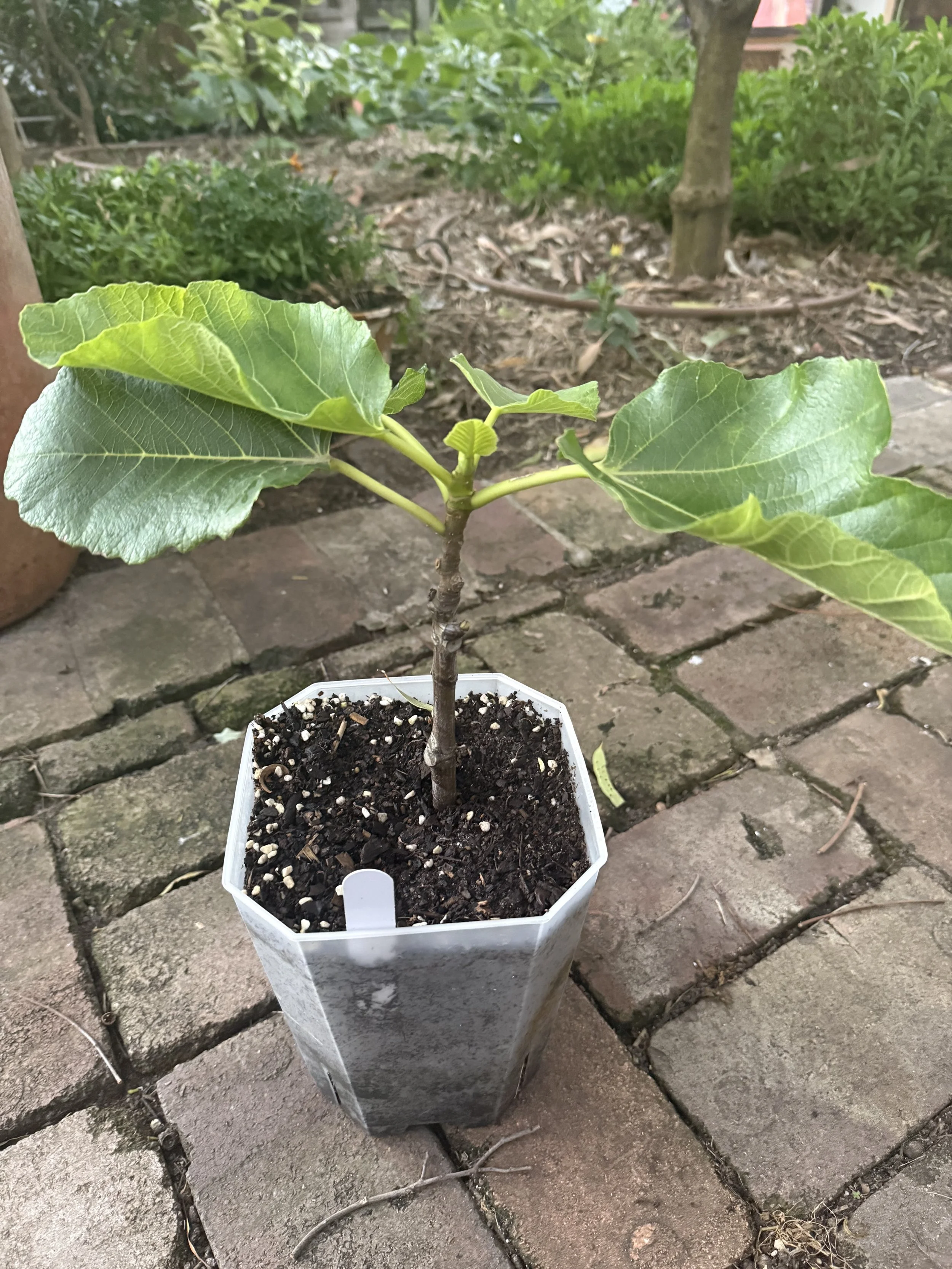 Black Maidera larger pot