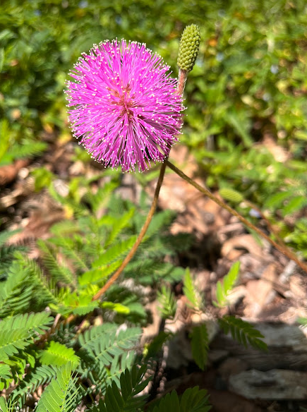 Mimosa.png