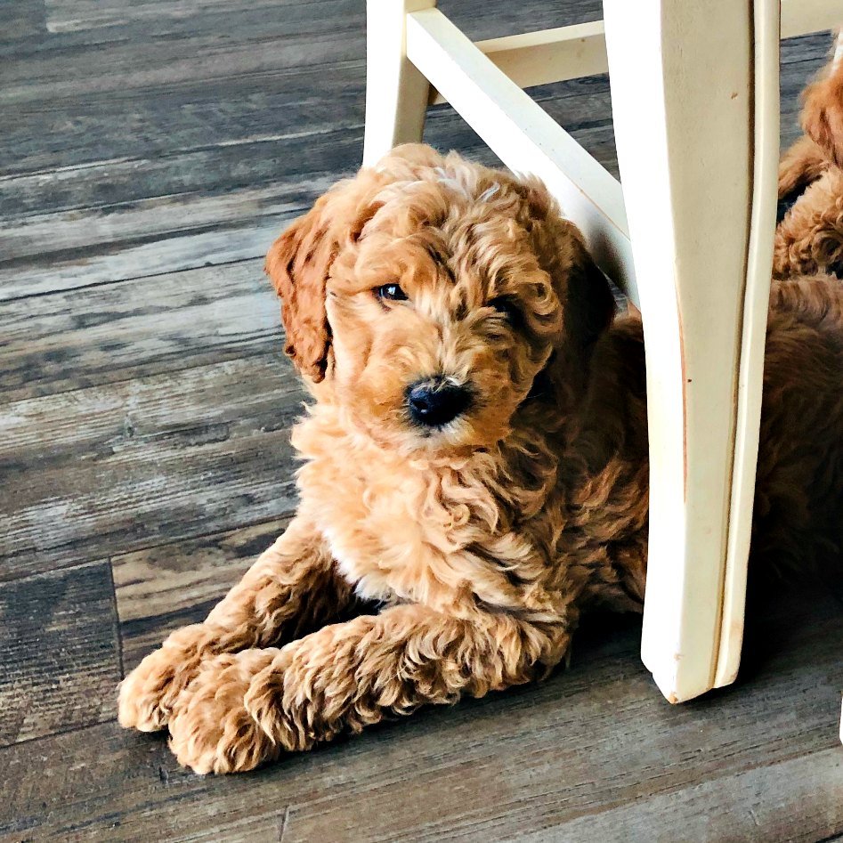ollie-australian-labradoodle-4.jpg