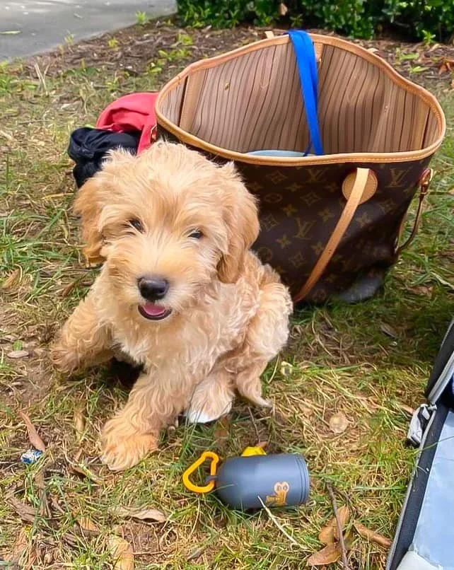mini-labradoodle-greenville-sc-02.jpg