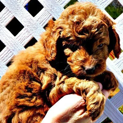 Lababies Red Mini Red Labradoodle