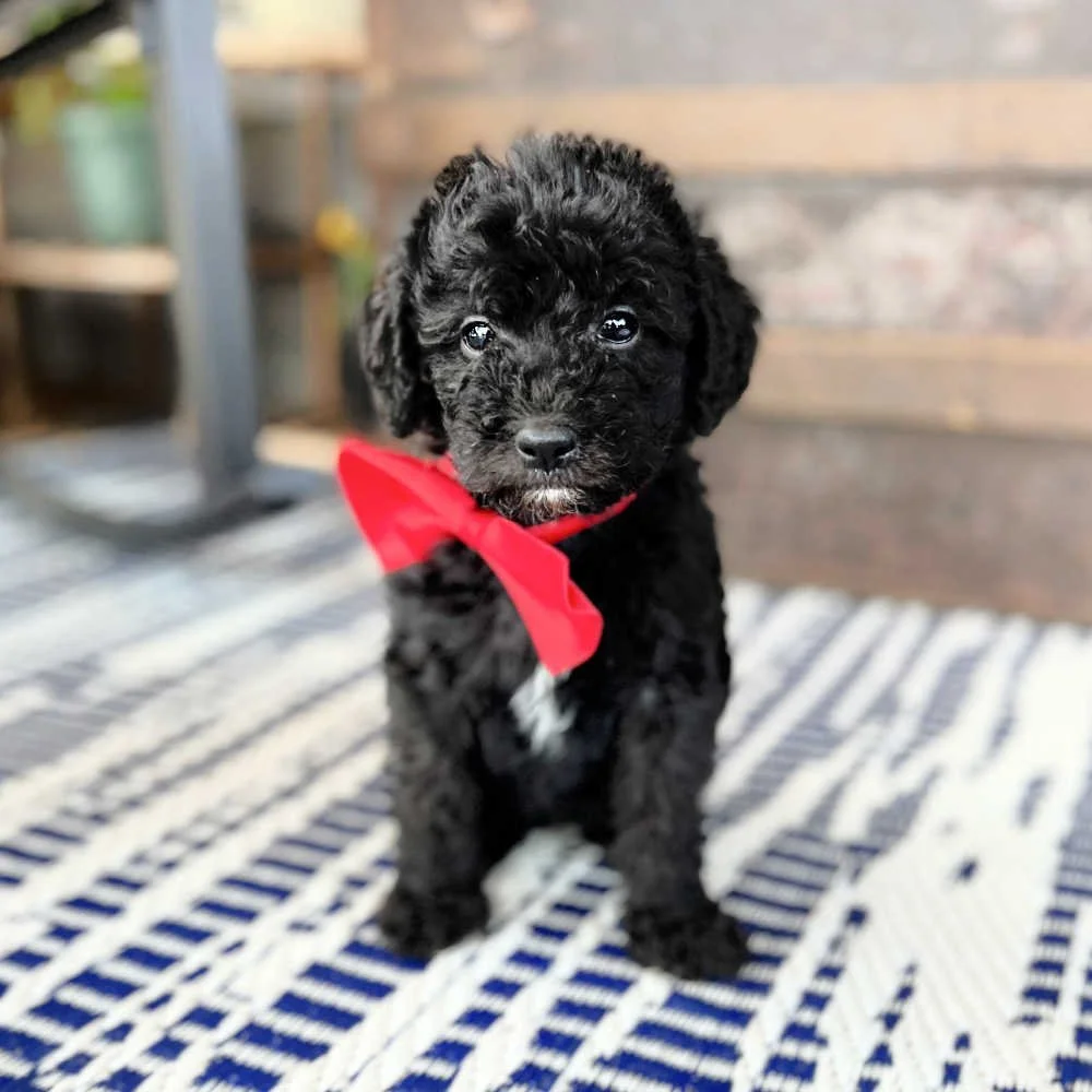 jerseys-mini-australian-labradoodles-01.jpg