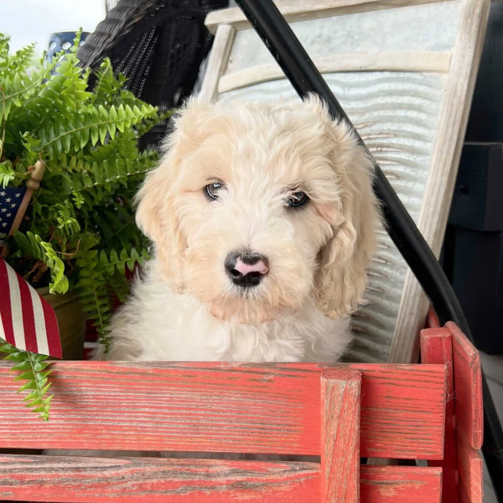 multi-gen-australian-labradoodle-02 (1).jpg
