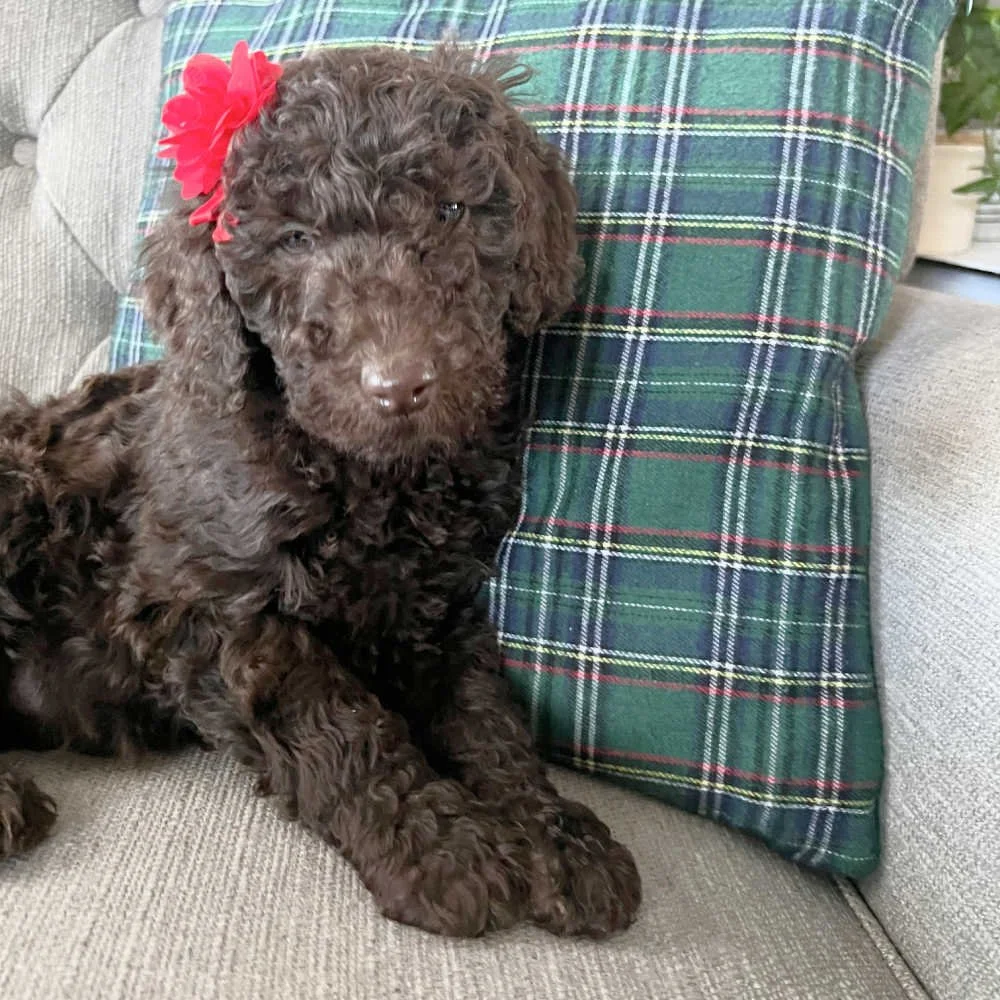 chocolate-mini-australian-labradoodle-02.jpg