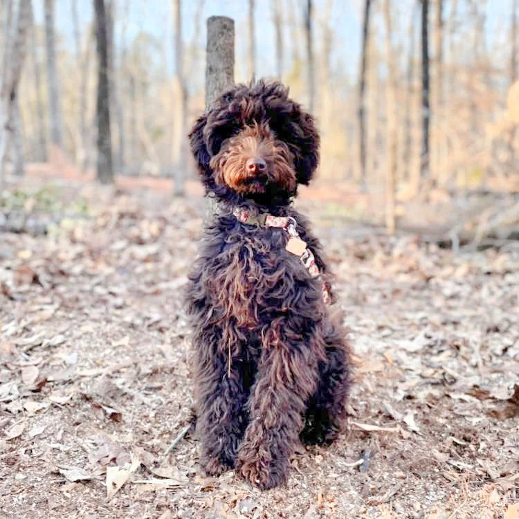 maybelle-chocolate-labradoodle-2.jpg