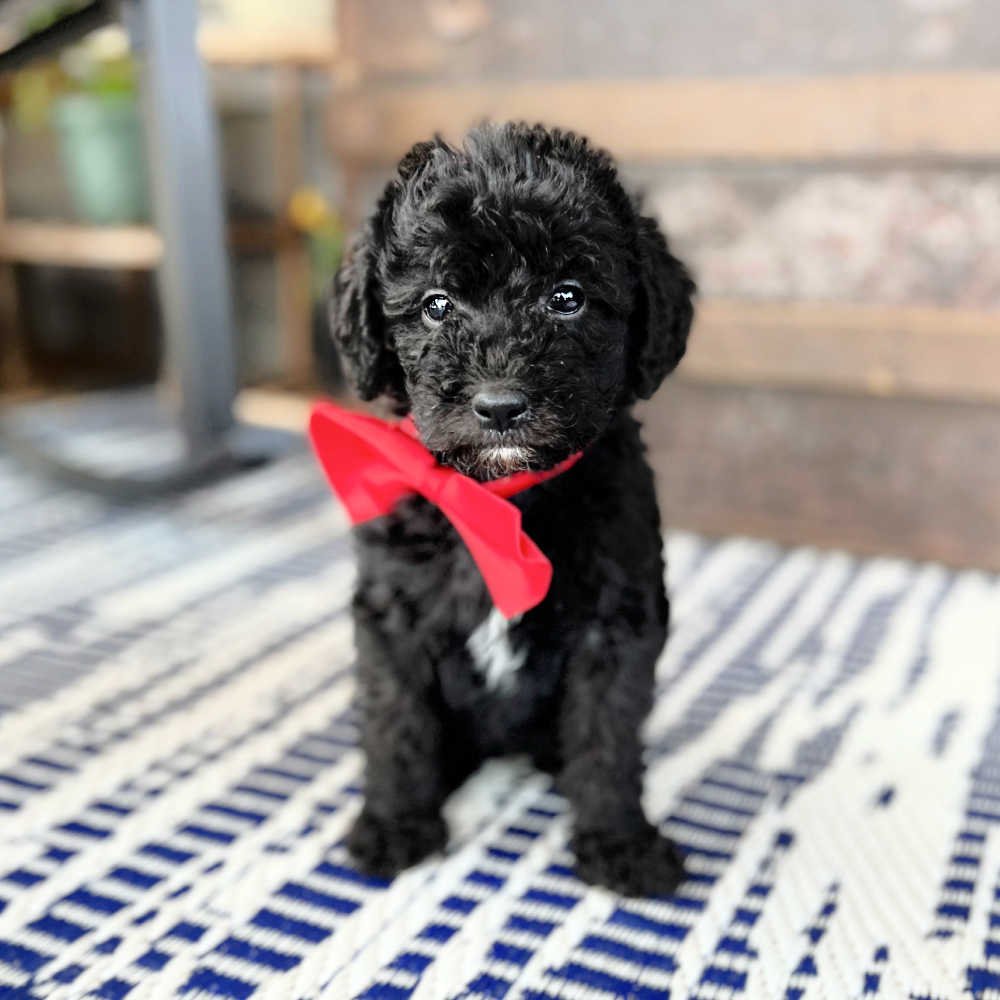 African Labradoodle Black Mini Labradoodle Puppy