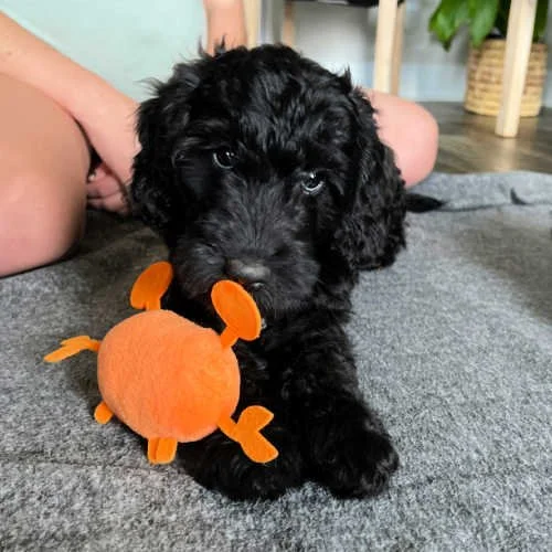 bella-02.jpg