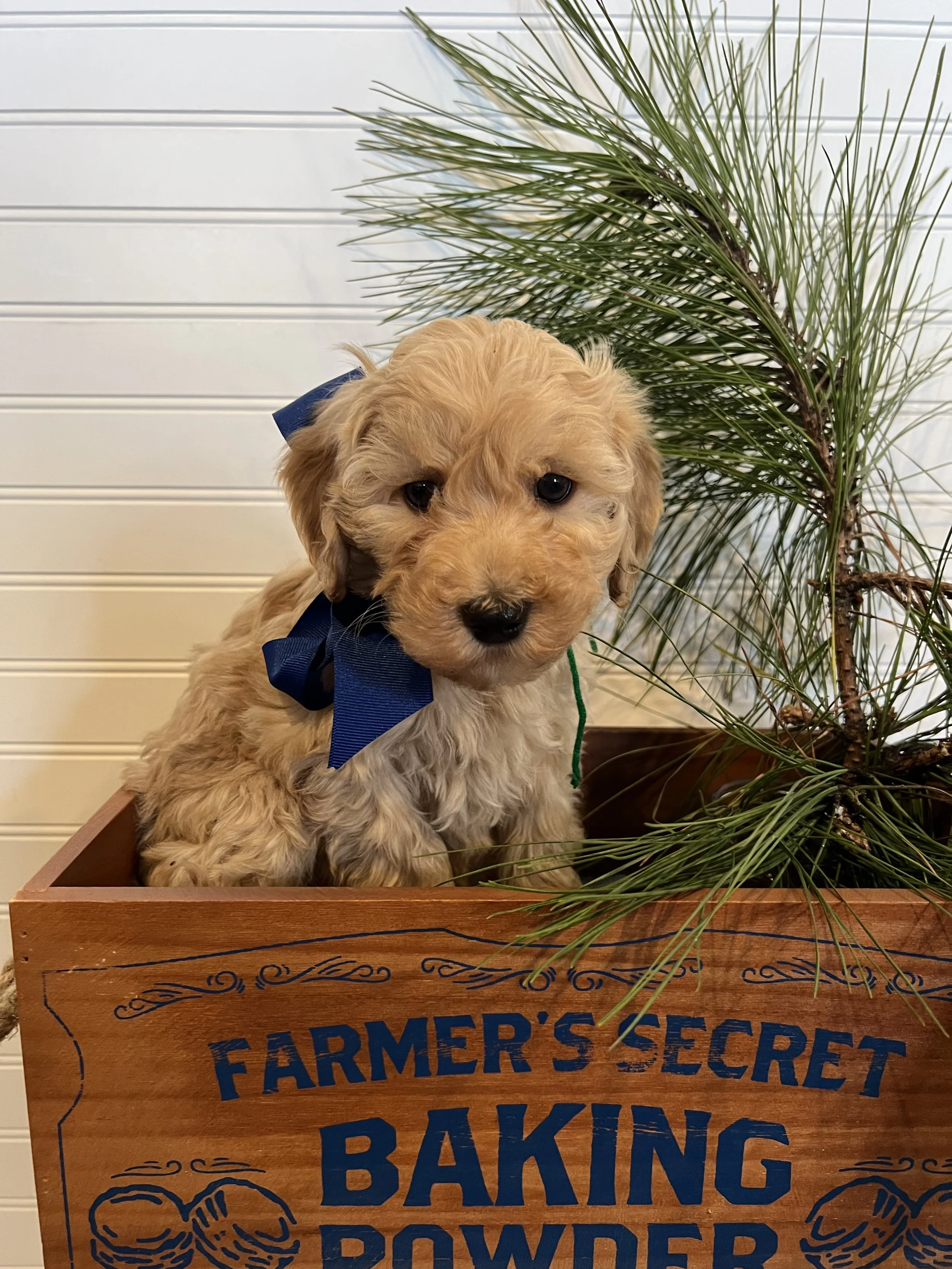 multigen-australian-labradoodle-01.jpg