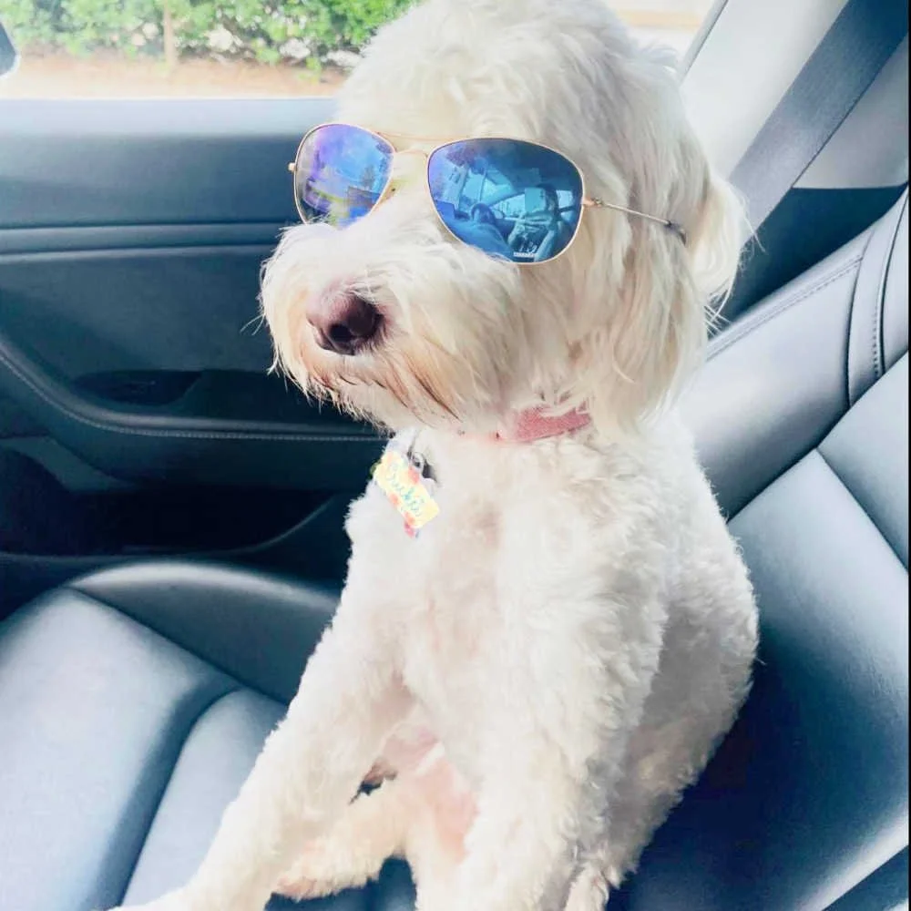 mini-australian labradoodle-01.jpg