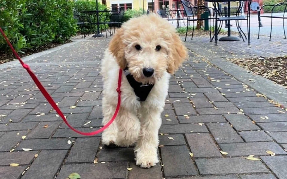 Labradoodle Puppy Training Program Potty & Crate Training Boot Camp