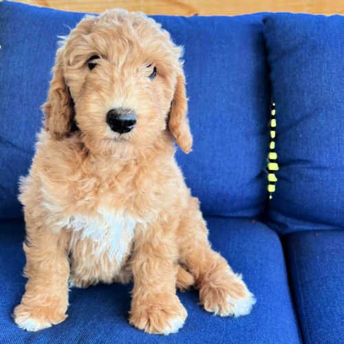 roux.jpg