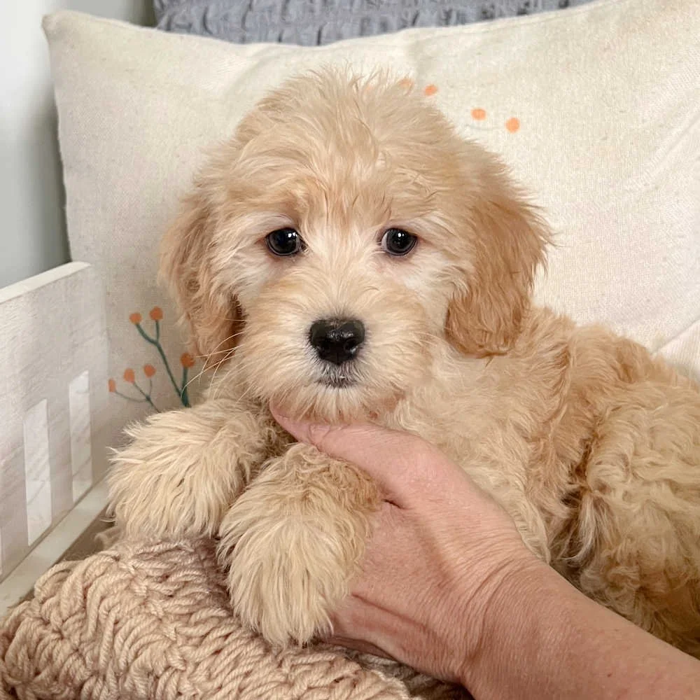mini-labradoodle-greenville-sc-05.jpg
