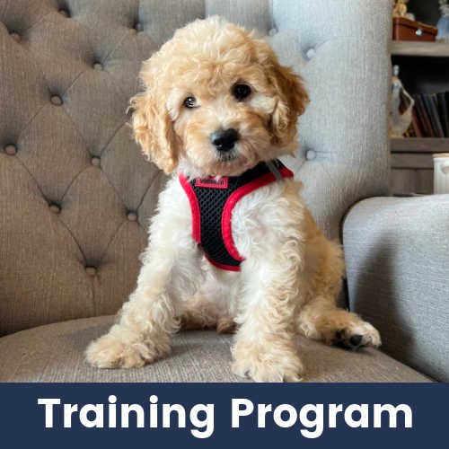 Labradoodle Puppy The Ultimate Companion