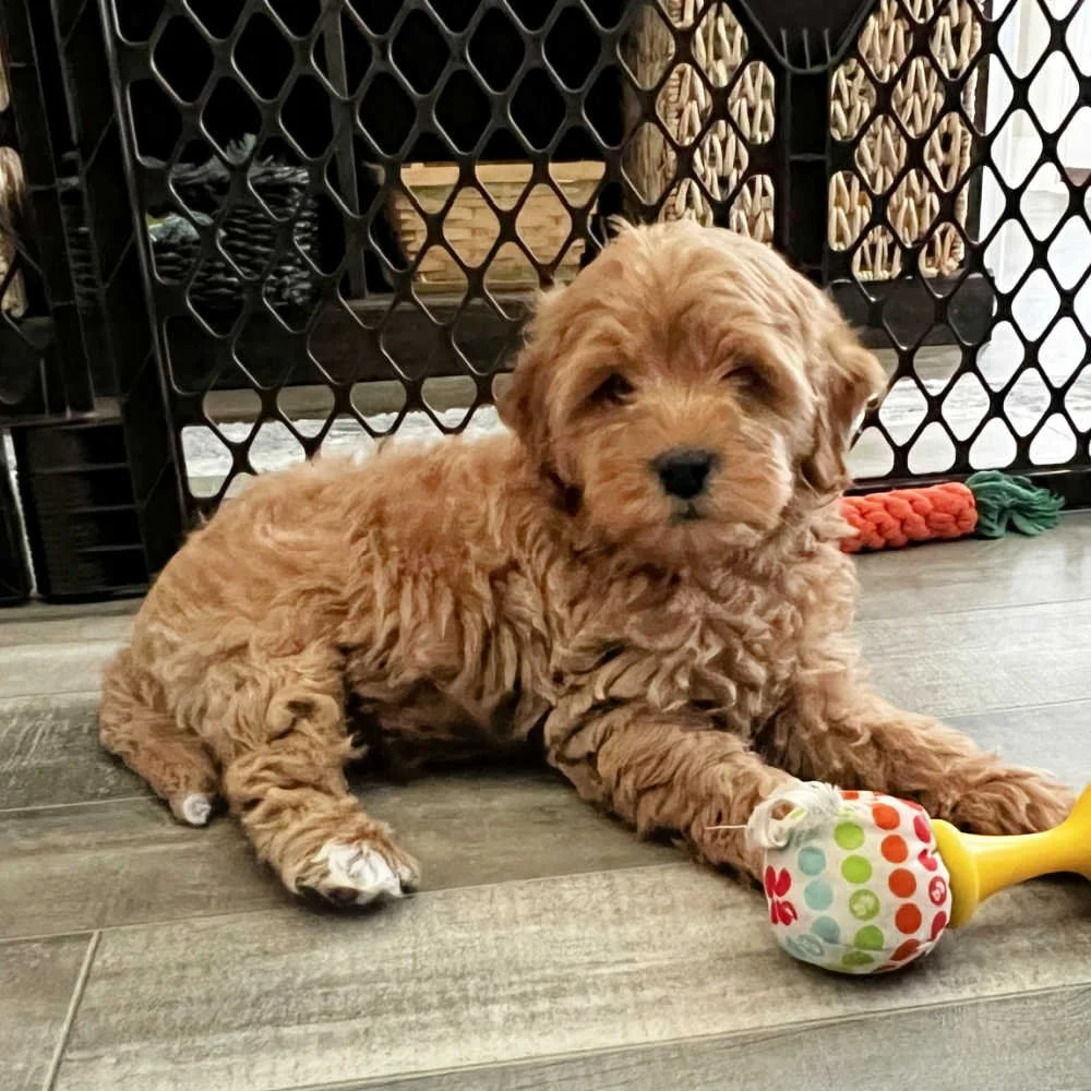 mini-labradoodle-greenville-sc-06.jpg