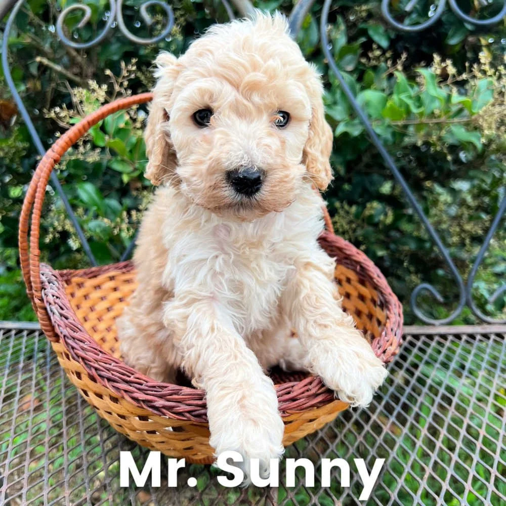 mr-sunny.jpg