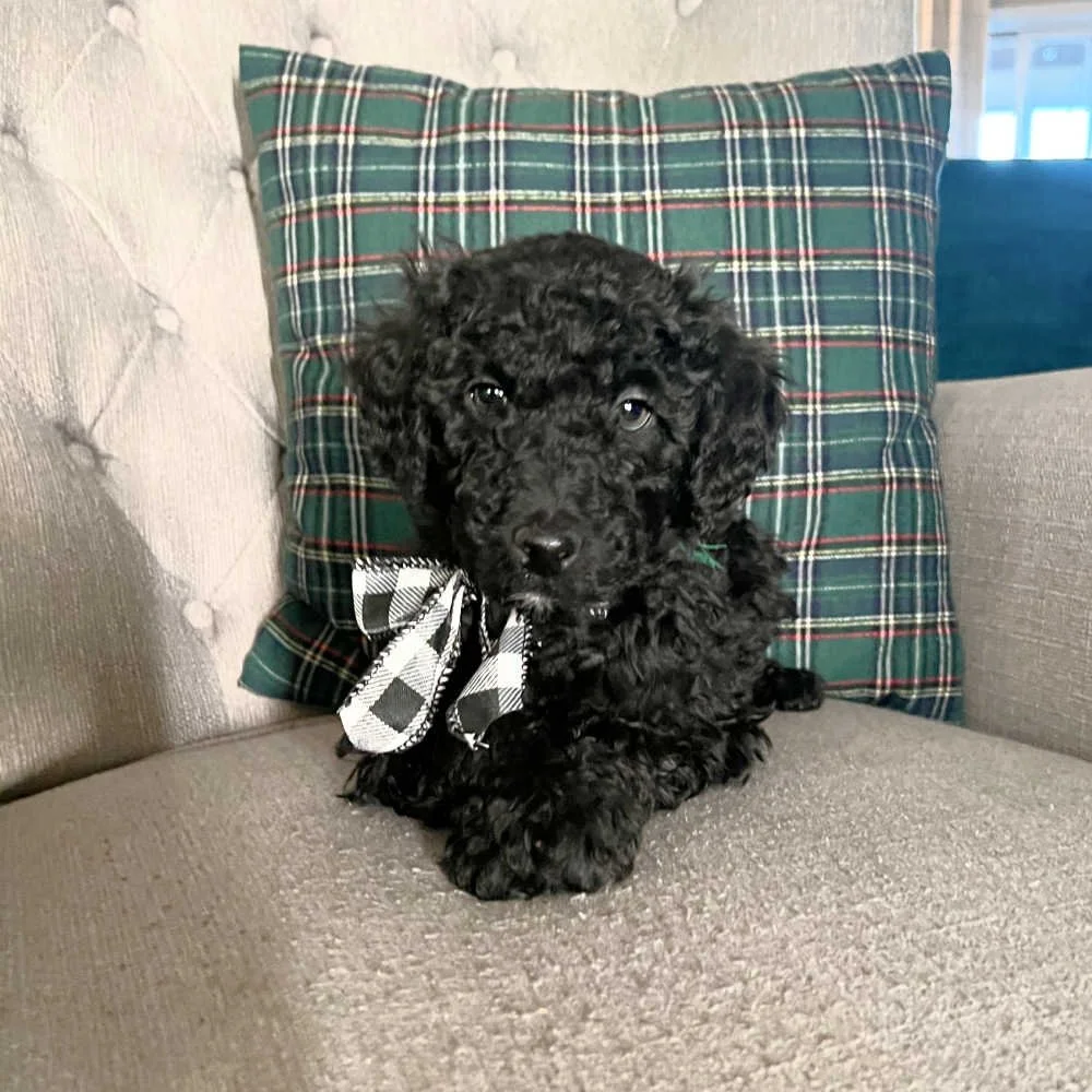 black-mini-australian-labradoodle-01.jpg