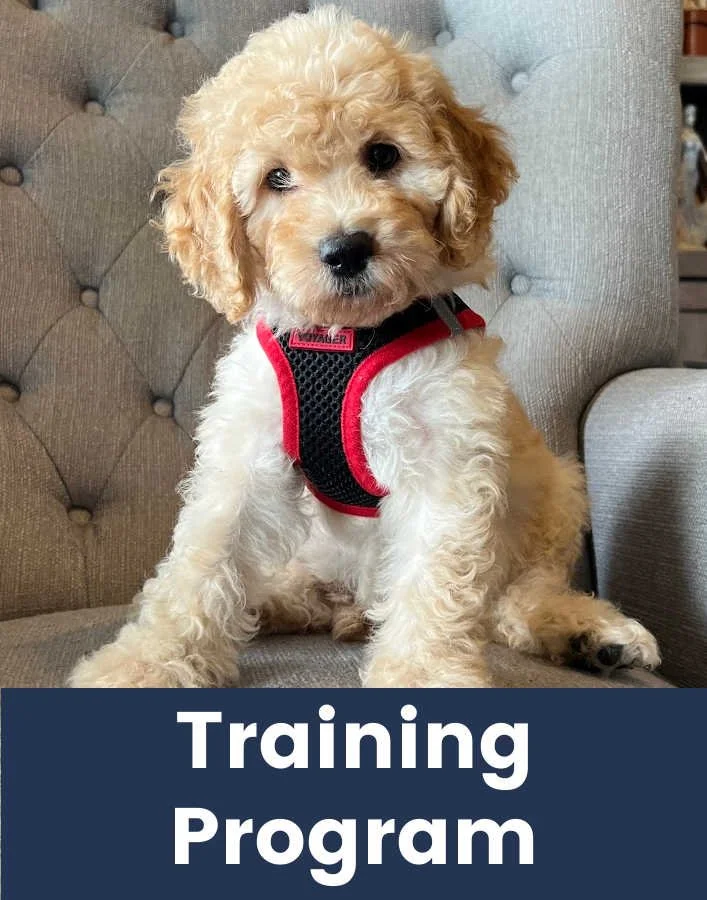 Are Labradoodles Easy To Train