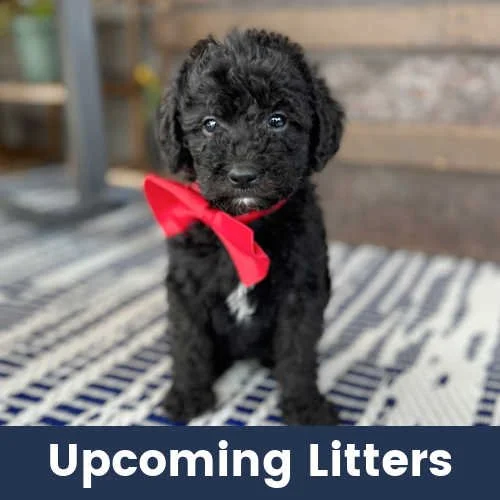 Labradoodle Puppy The Ultimate Companion