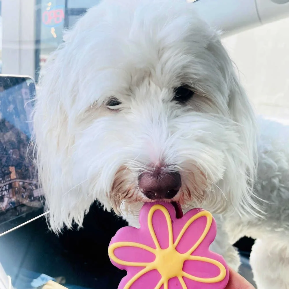 mini-australian-labradoodle-04.jpg
