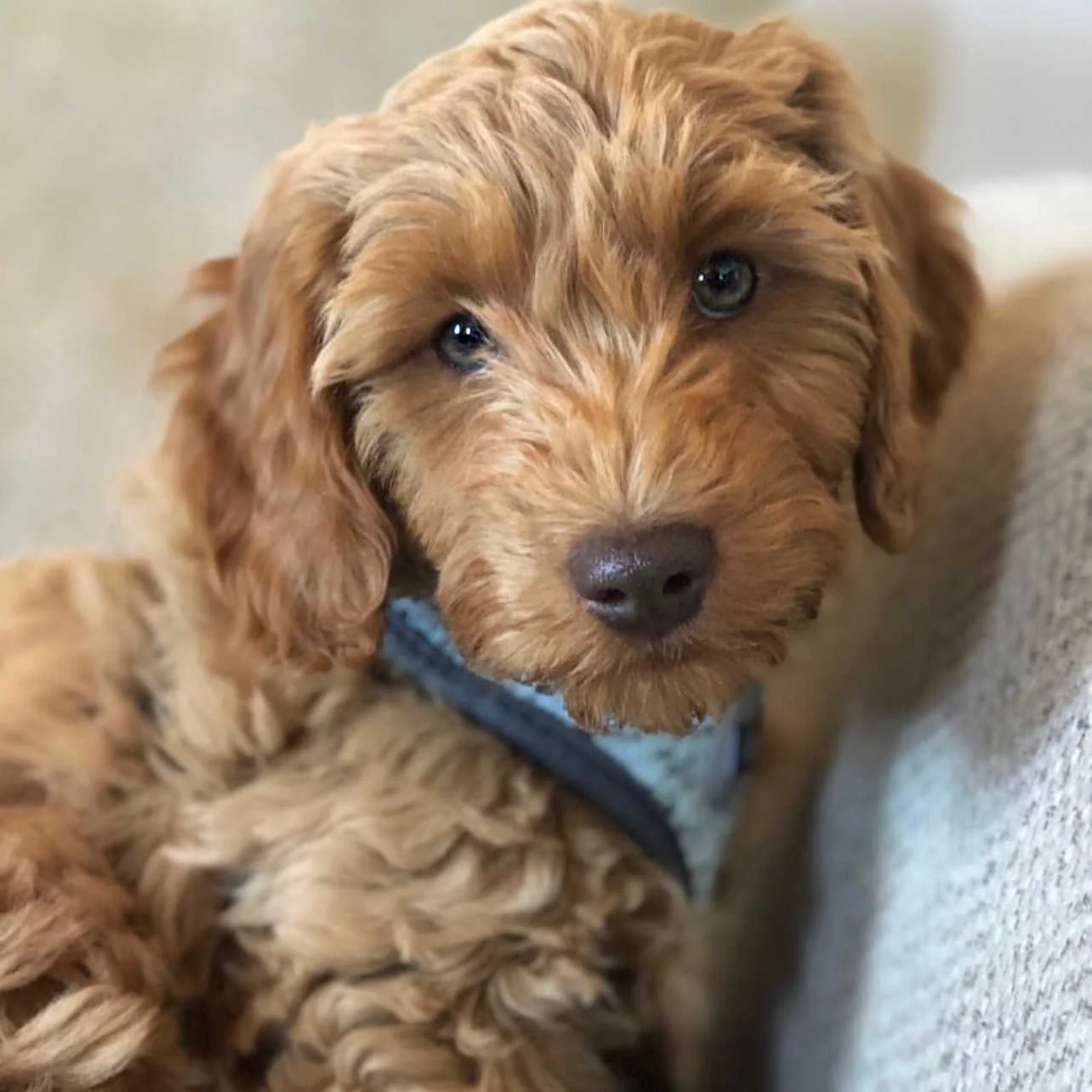 Labradoodle Puppy Training Program Potty & Crate Training Boot Camp