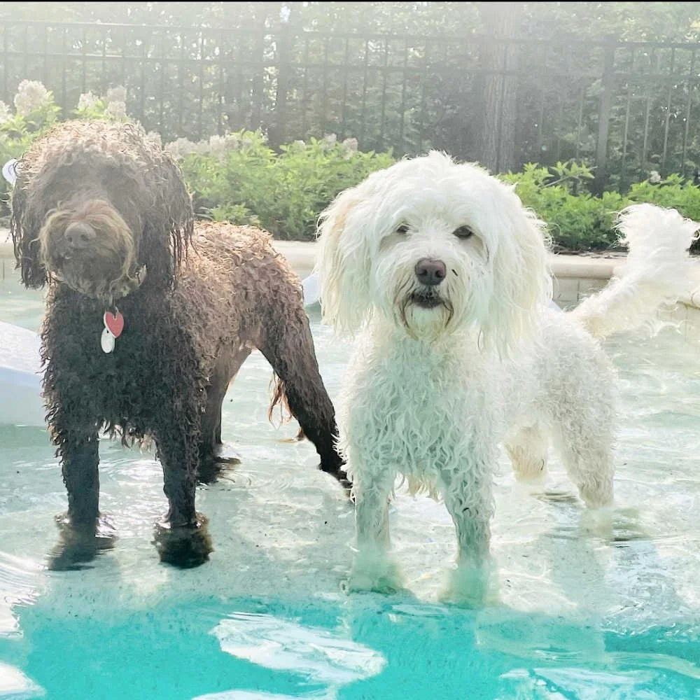 mini-australian-labradoodle-03.jpg
