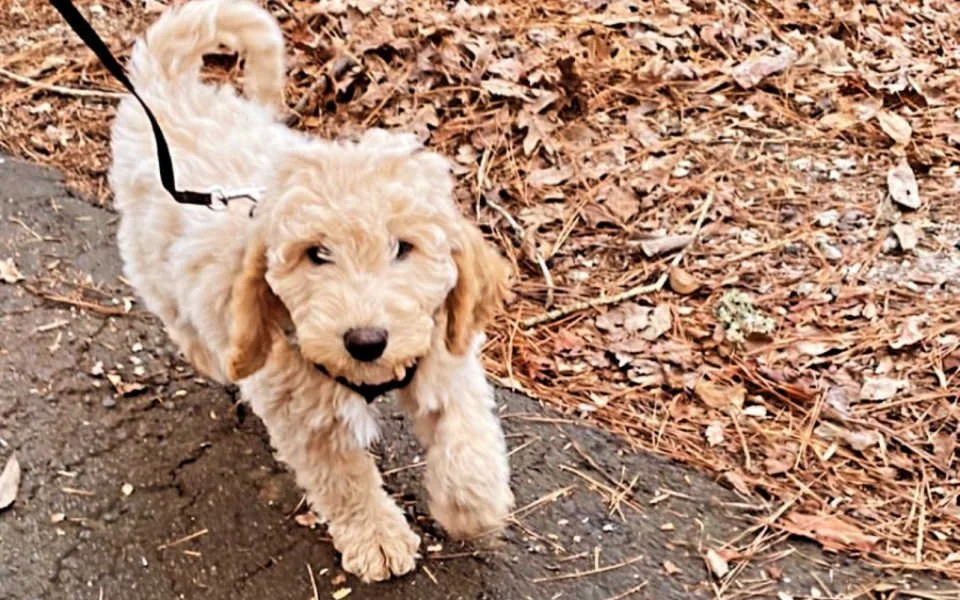 Labradoodle Puppy Training Program Potty & Crate Training Boot Camp