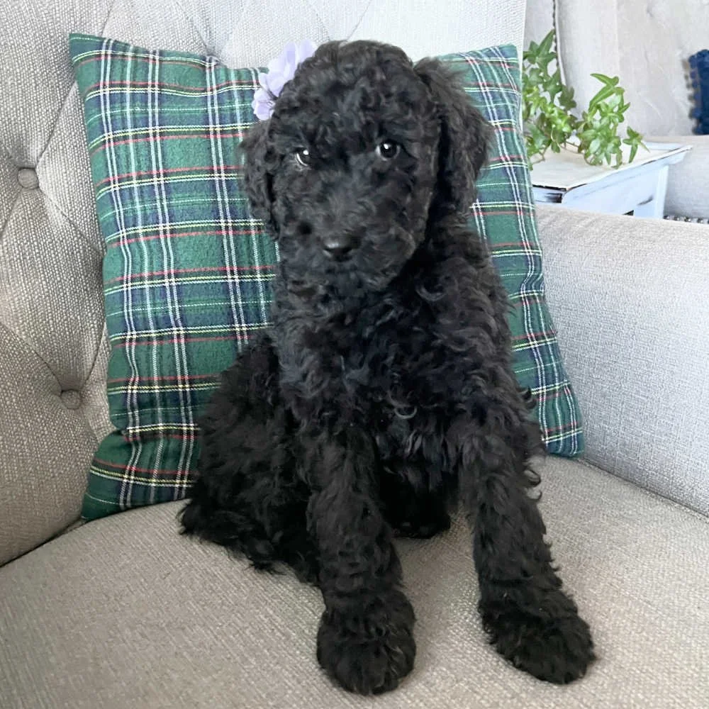 black-mini-australian-labradoodle-02.jpg