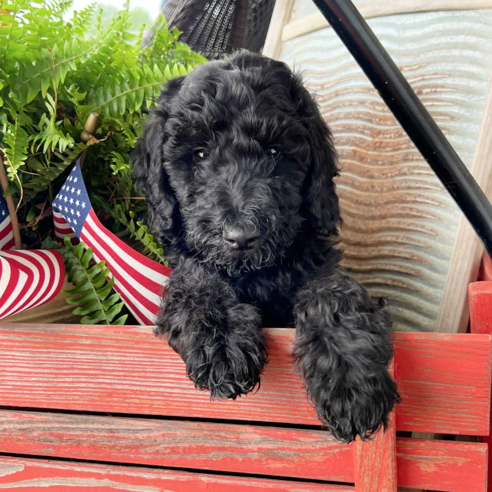 African Labradoodle Black Mini Labradoodle Full Grown