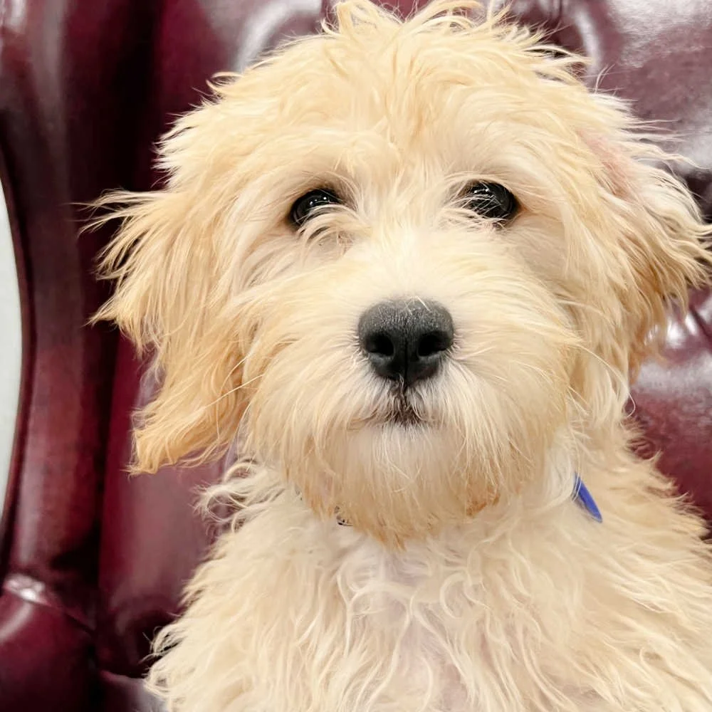 mini-labradoodle-greenville-sc-04.jpg