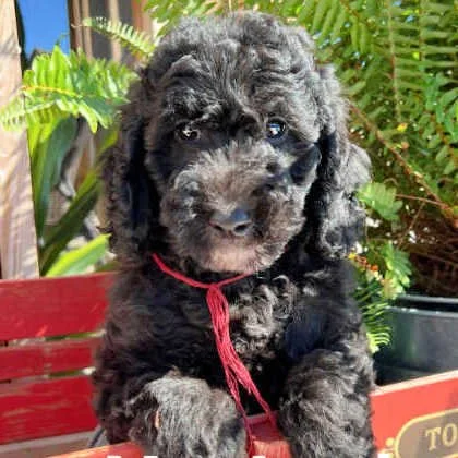 Charlie (1).jpg