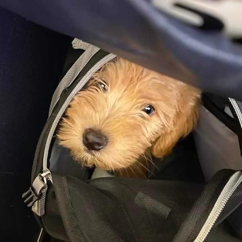 mini-labradoodle-greenville-sc-01.jpg