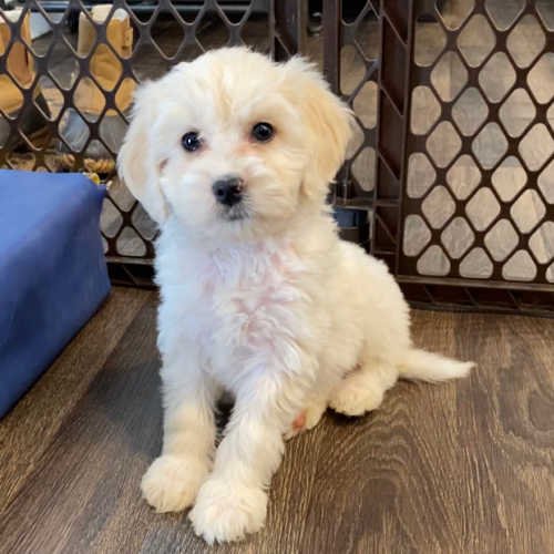 Labradoodle Puppy Training Program Potty & Crate Training Boot Camp